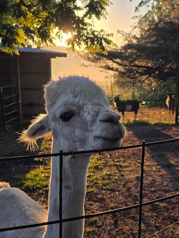 Cute Alpaca Face