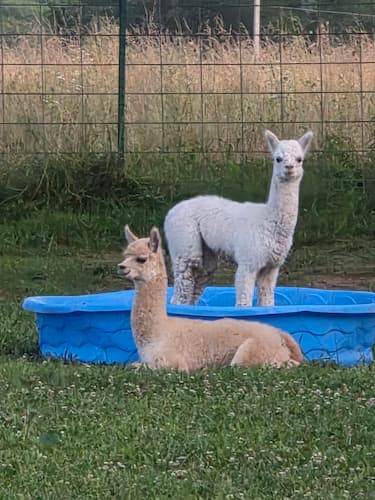 Alpaca Adventure Tour