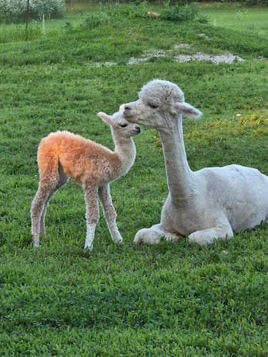 Alpaca Family