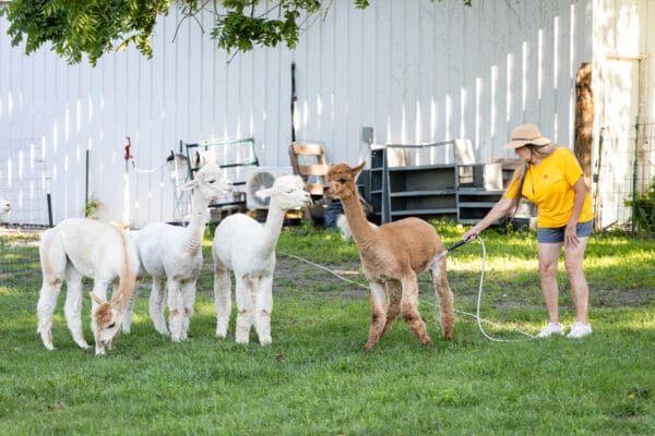 A woman is leading some Alpaca on a rope.