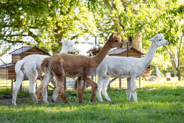 A group of alpacas standing in the grass.