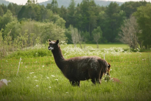 A llama standing in the middle of a field.