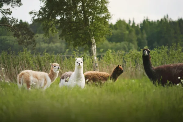 A group of llamas in the grass near trees.