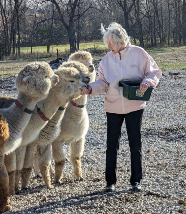 A woman feeding some sheep in the dirt.