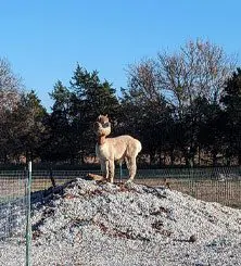 A dog standing on top of a pile of gravel.