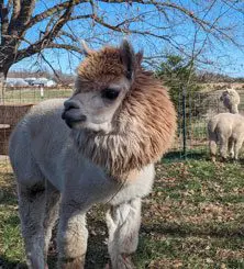 A llama with a long mane and a beard.