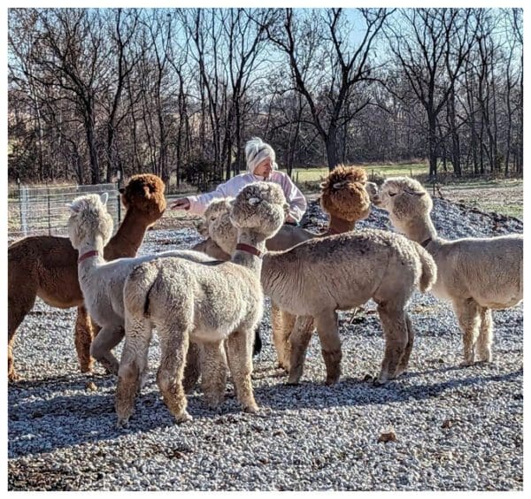 A herd of sheep standing on top of a gravel field.