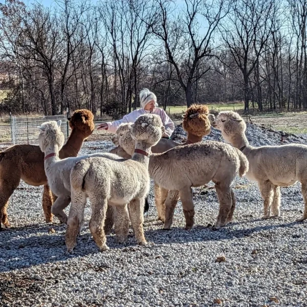 A group of Alpaca standing on top of a gravel field.